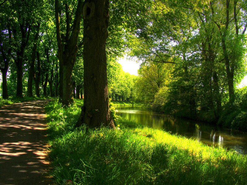 Forest path beside a river