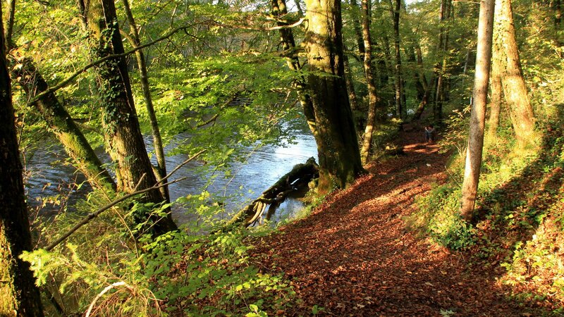 Forest path beside a river
