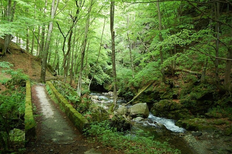Forest path beside a stream