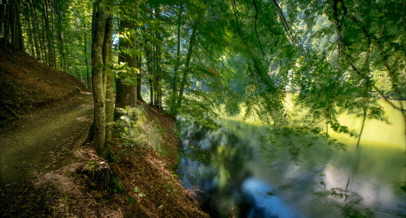 Forest Path Beside River