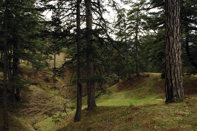 Forest path between pine trees