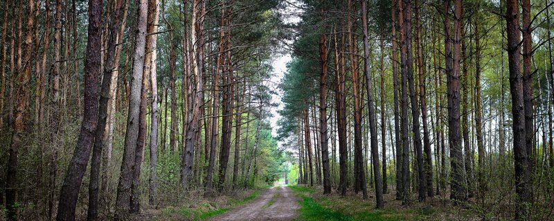 Forest path between pine trees