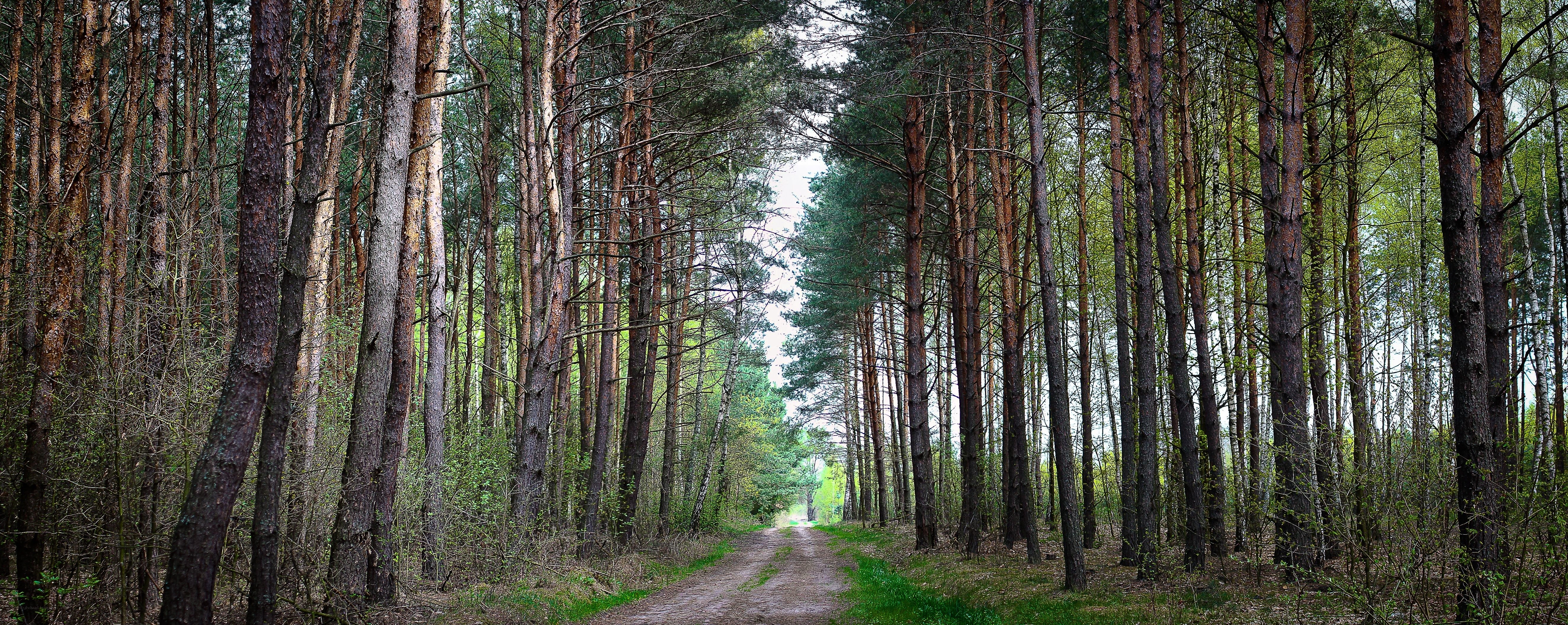 Forest path between pine trees