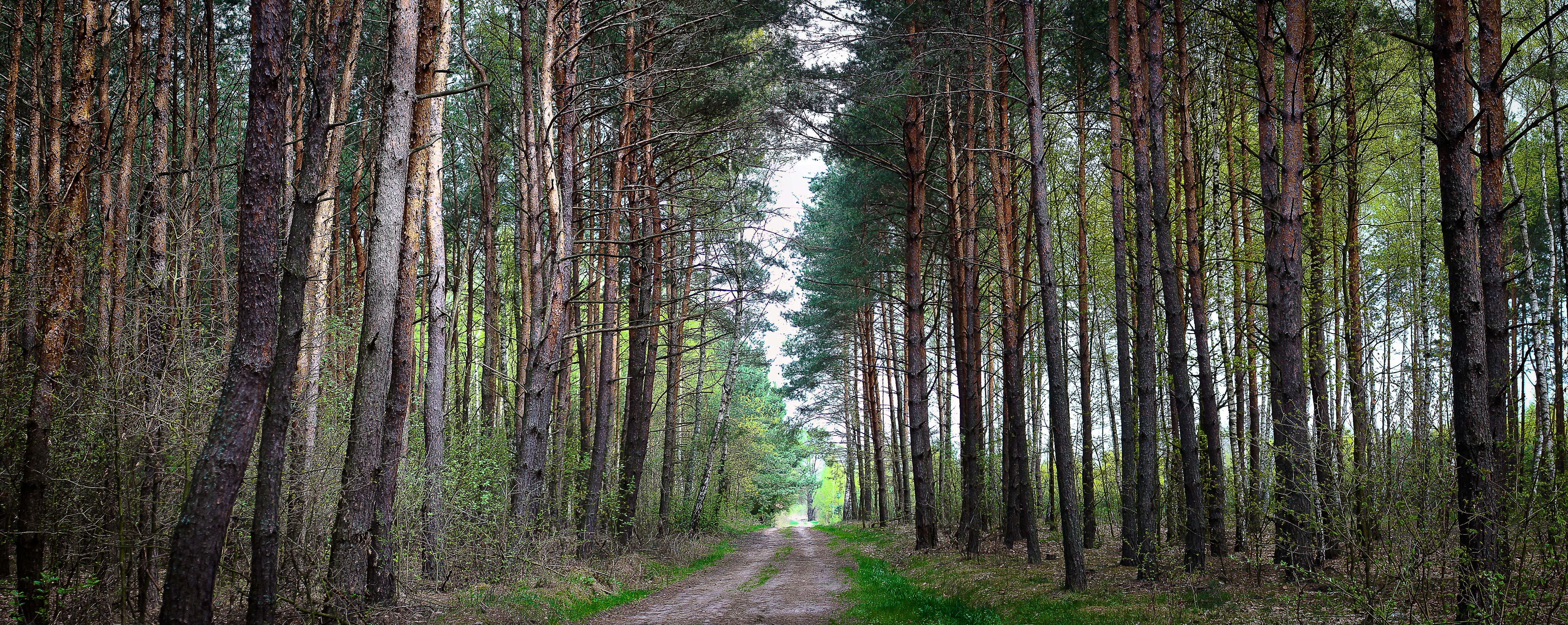 Forest path between pine trees