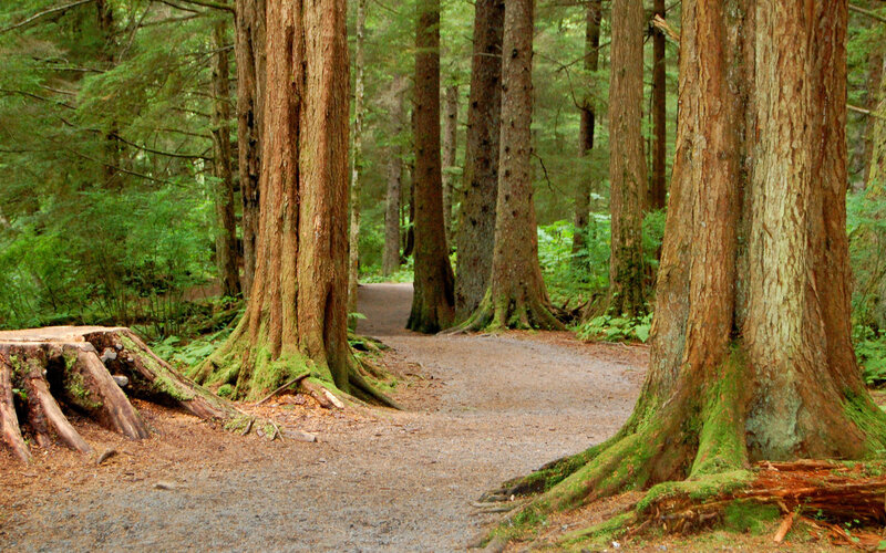 Forest path between tall trees