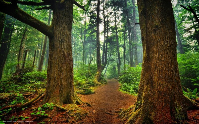Forest path between trees