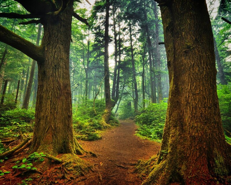Forest path between trees