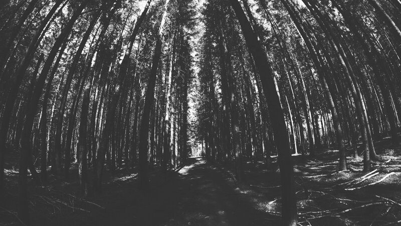 Forest Path Between Trees — Black, Serene