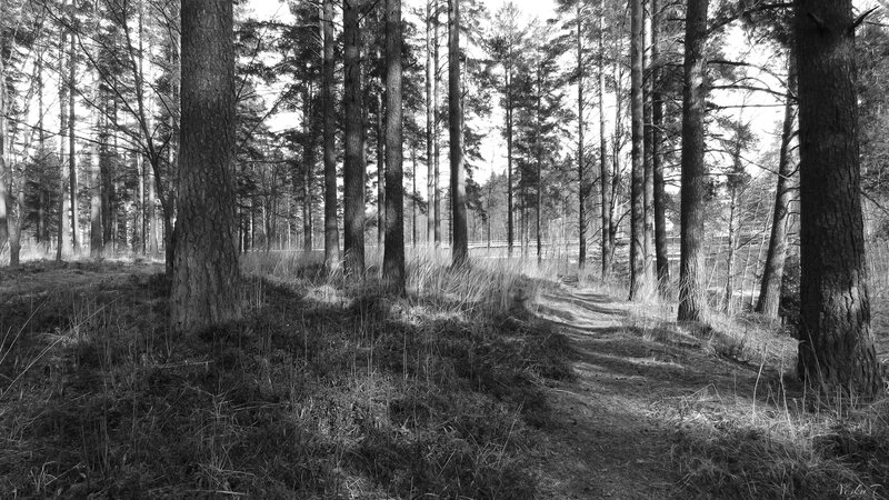 Forest Path Between Trees — Black