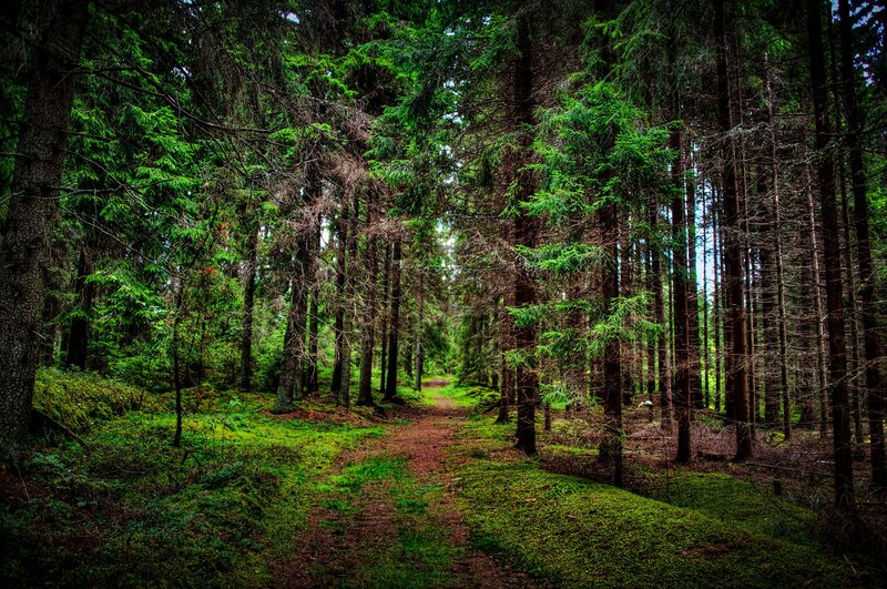 Forest Path Between Trees — Green, Serene, Afternoon, Photograph, Moss
