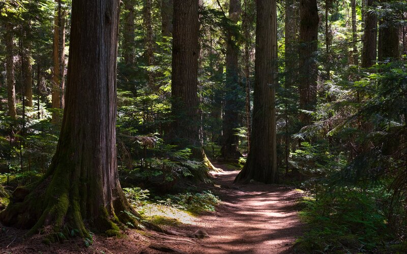 Forest Path Between Trees — Green, Serene, Afternoon, Photograph
