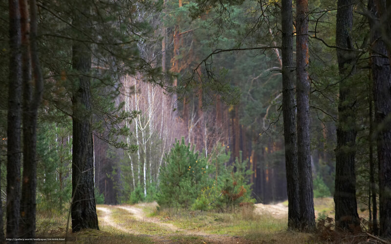 Forest Path Between Trees — Green, Serene, Morning, Photograph, Bushes