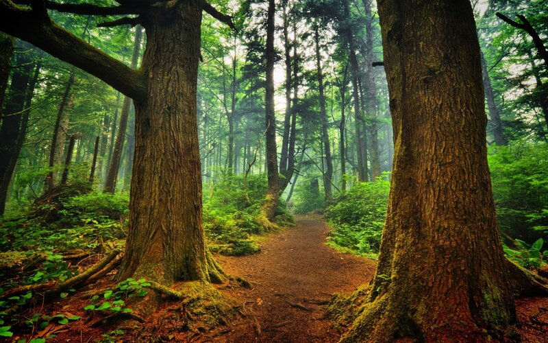 Forest Path Between Trees — Green, Serene, Morning, Photograph, Moss