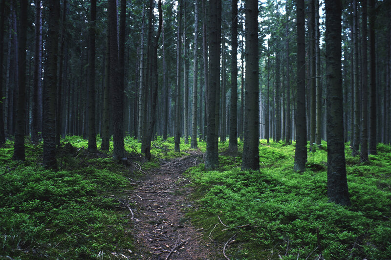 Forest Path Between Trees — Green, Serene, Morning, Photograph, Moss, Trail