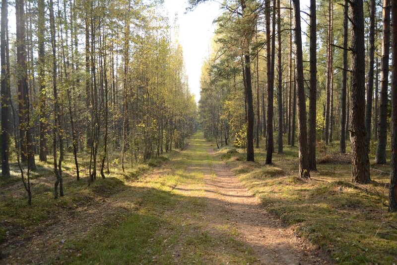 Forest Path Between Trees — Green, Serene, Morning, Photograph, Sunlight