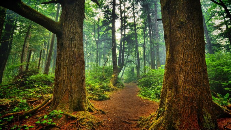 Forest Path Between Trees — Green, Serene, Morning, Photograph