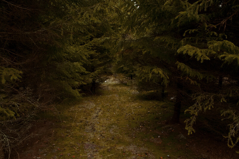 Forest Path Between Trees — Green