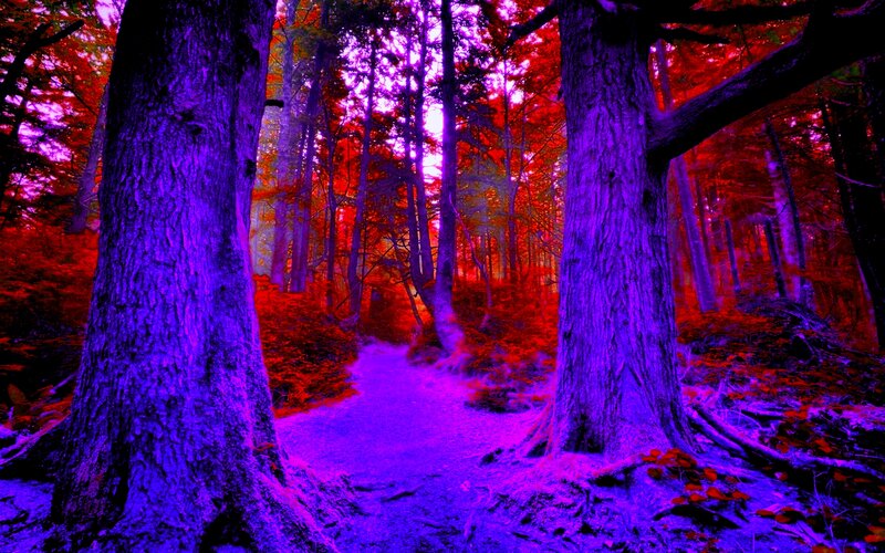Forest Path Between Trees — Purple