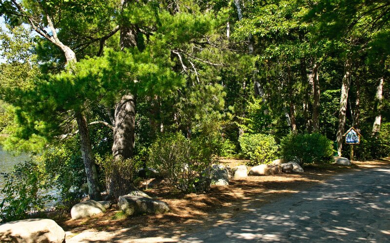 Forest path by a lake