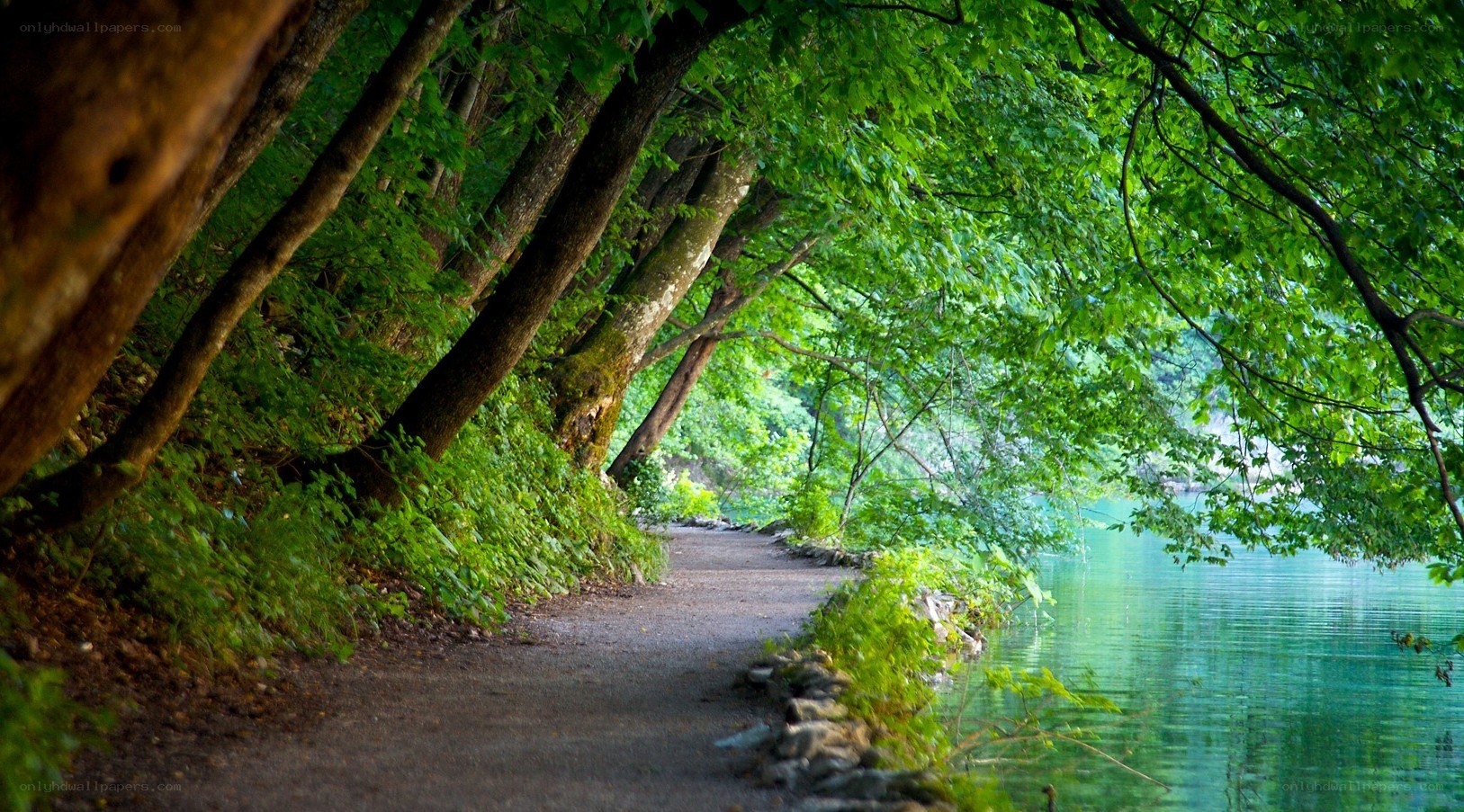 Forest path by a lake
