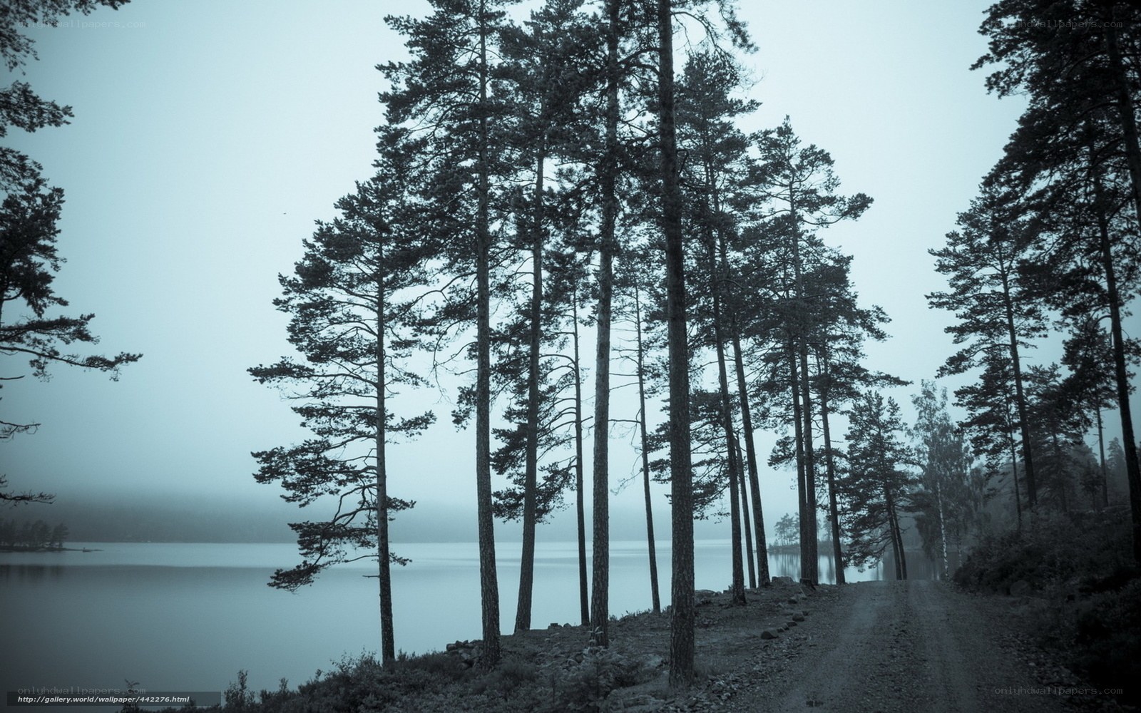 Forest path by a misty lake
