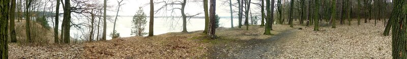 Forest Path by Lake — Brown
