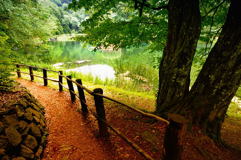 Forest Path by Lake — Green, Serene, Afternoon, Photograph