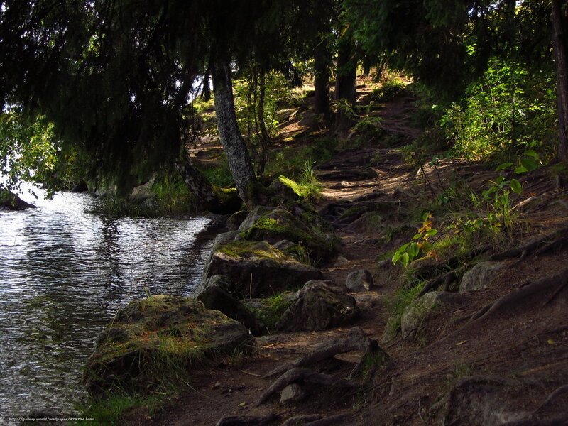 Forest path by the lake