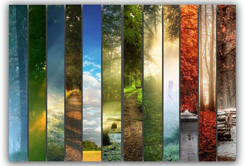 Forest Path Collage