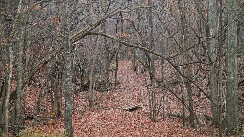 Forest Path Covered in Leaves — Brown, Quiet