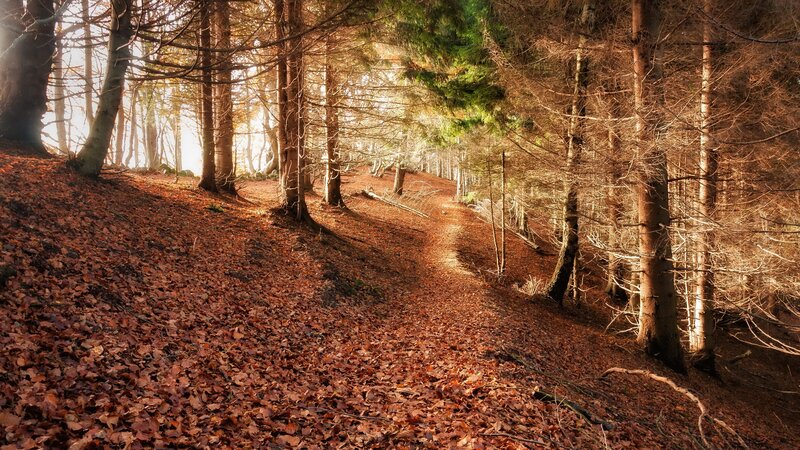 Forest Path Covered in Leaves — Brown, Serene, Autumn, Photograph, Trees, Fallen Leaves, Sunlight