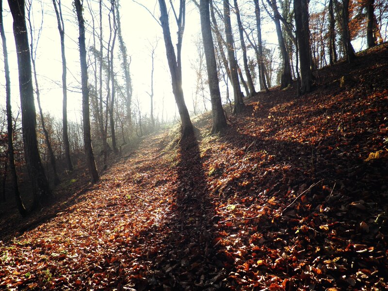Forest Path Covered in Leaves — Brown, Serene, Autumn, Photograph, Trees, Fallen Leaves