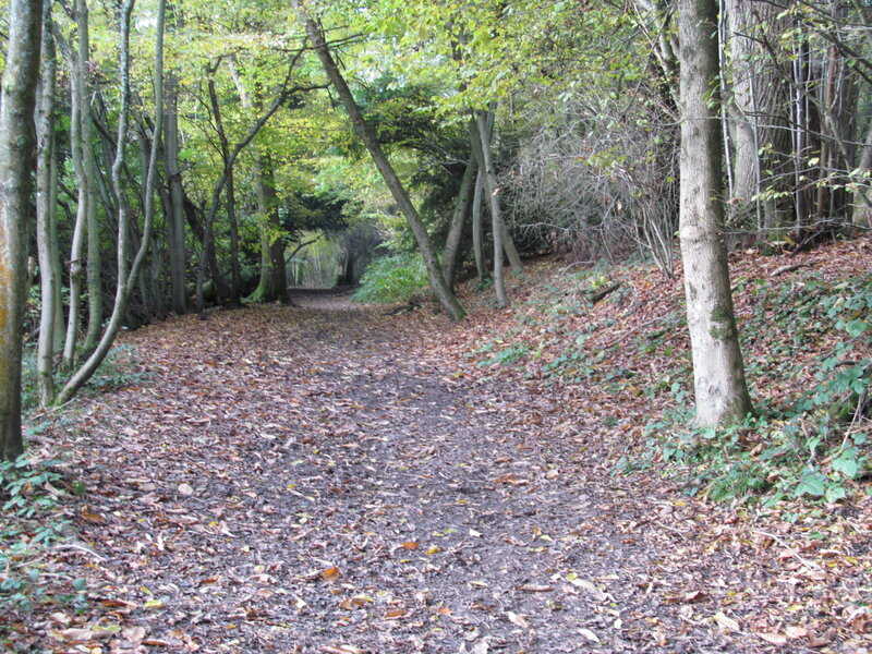 Forest Path Covered in Leaves — Brown, Serene, Autumn