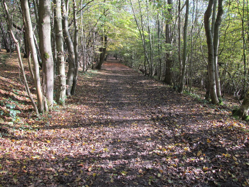 Forest Path Covered in Leaves — Brown, Serene