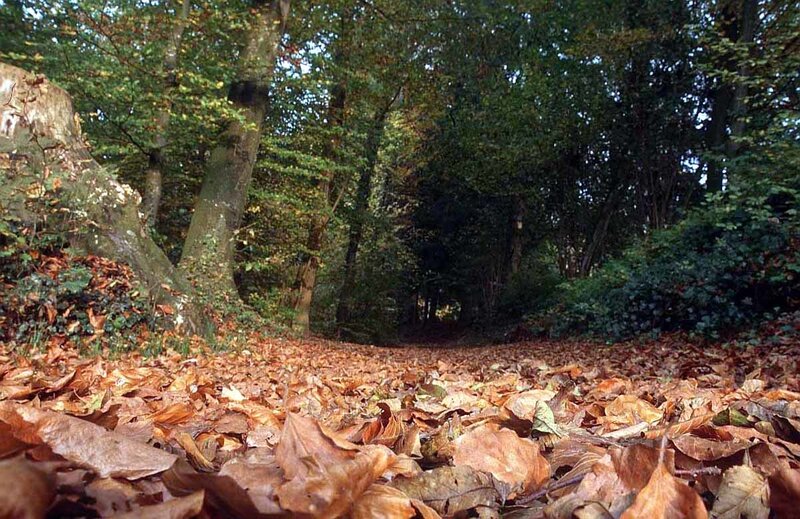 Forest Path Covered in Leaves — Brown