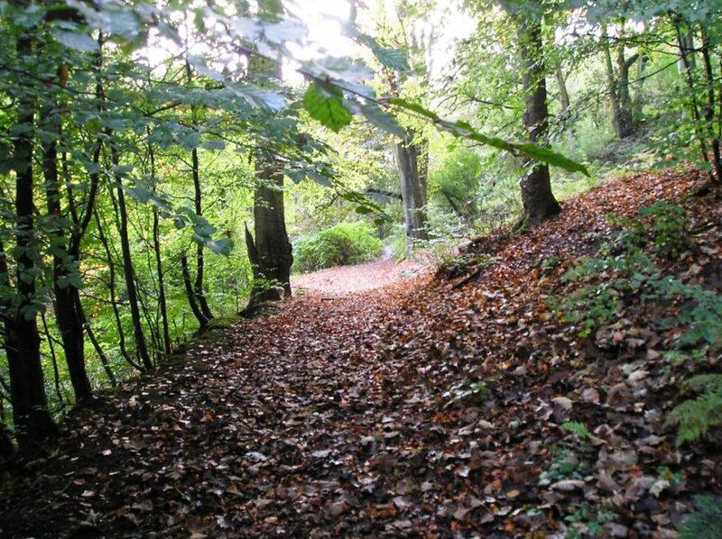 Forest Path Covered in Leaves — Green