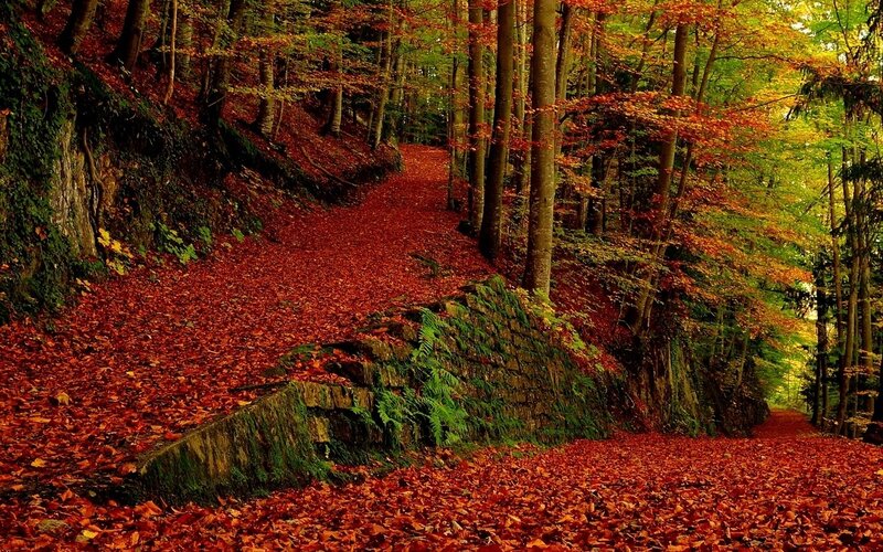 Forest Path Covered in Leaves — Red, Serene