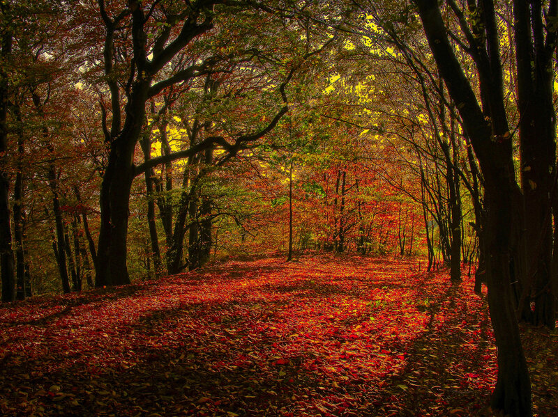 Forest Path Covered in Leaves — Red