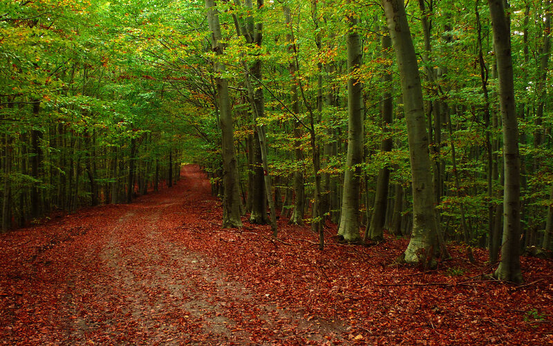 Forest Path Covered in Leaves