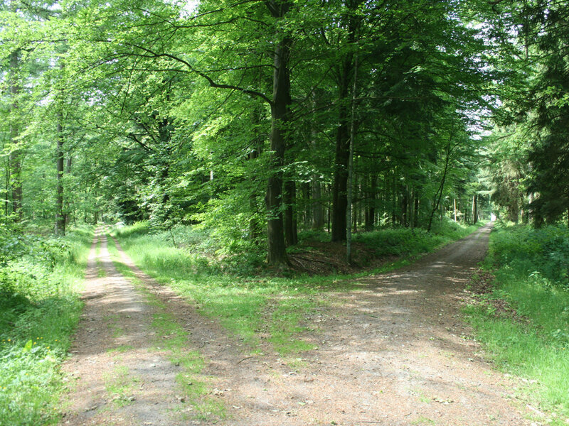 Forest path fork