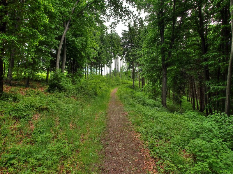 Forest Path — Green, Serene, Afternoon