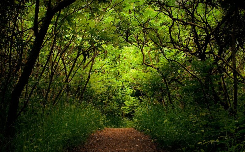 Forest Path — Green, Serene