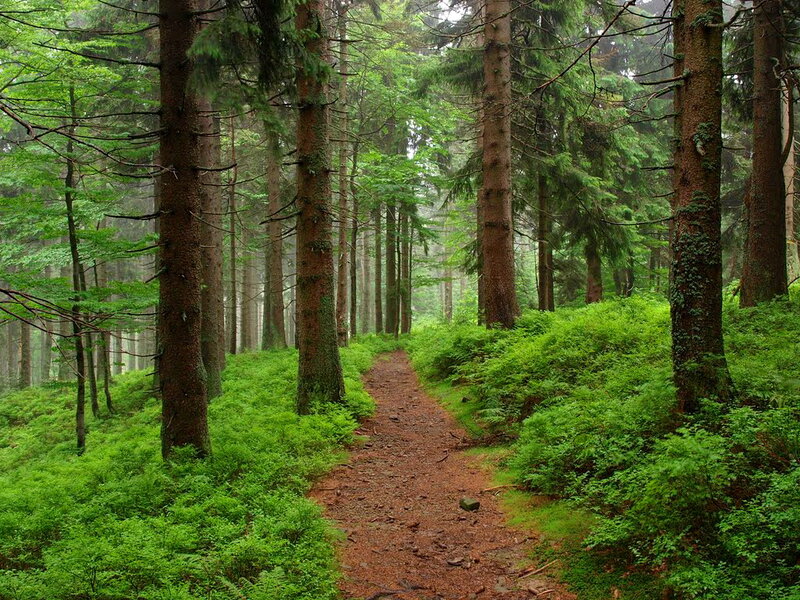 Forest Path — Green