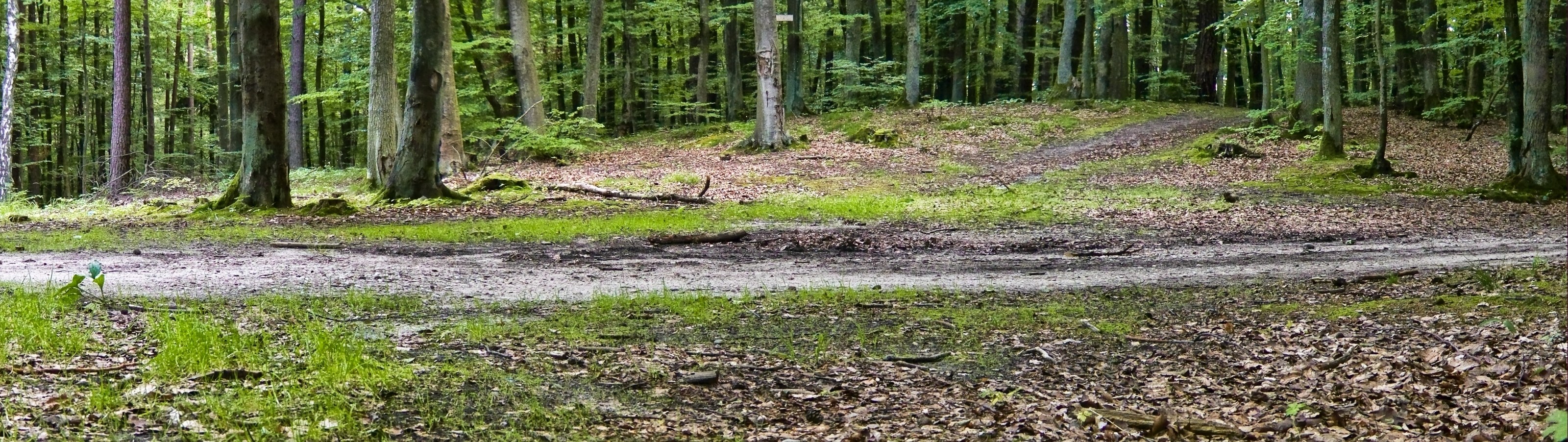 Forest path in a dense woodland