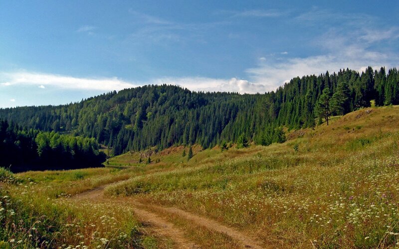 Forest path in a meadow
