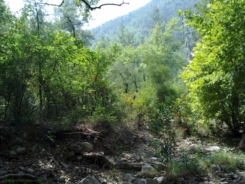Forest path in a mountain valley