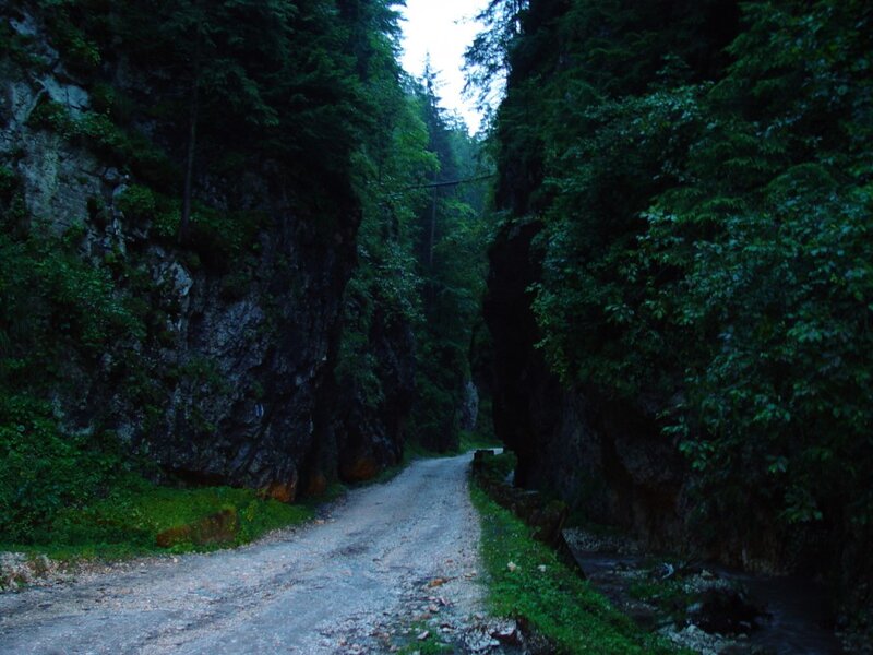 forest path in a narrow canyon