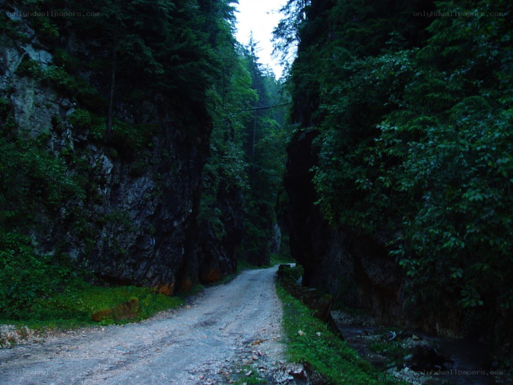 forest path in a narrow canyon