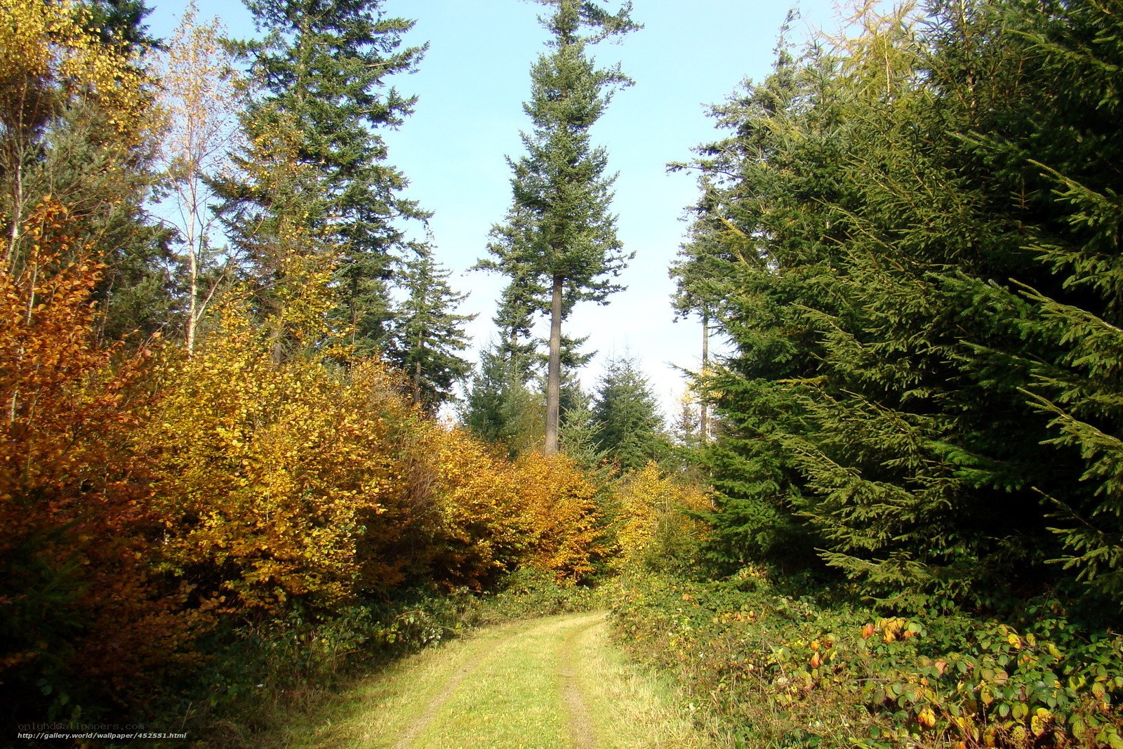 Forest path in autumn