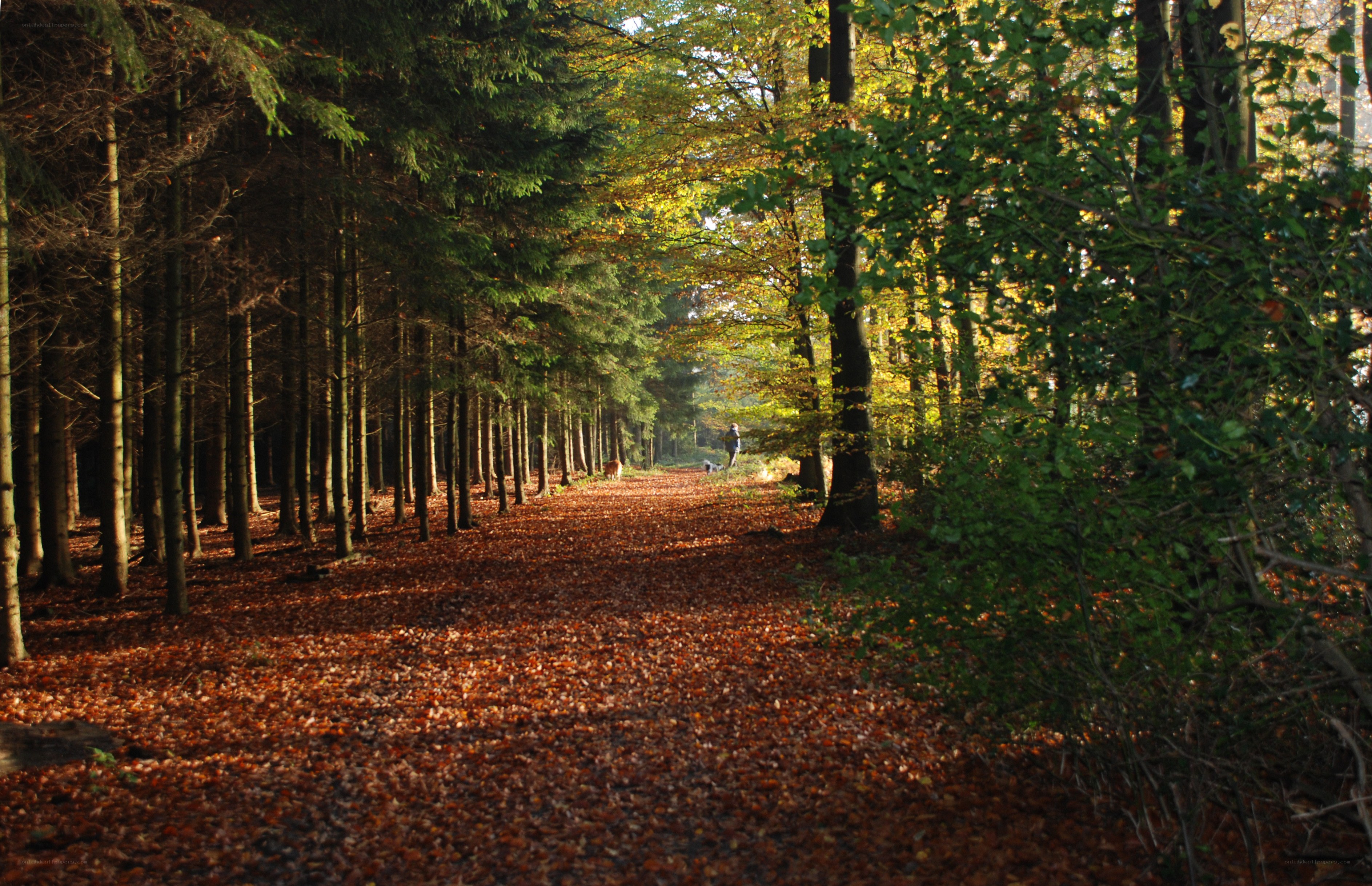 Forest path in autumn